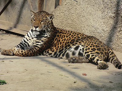 jaguar, vida silvestre, natura, animals, felí, zoològic, carnívor