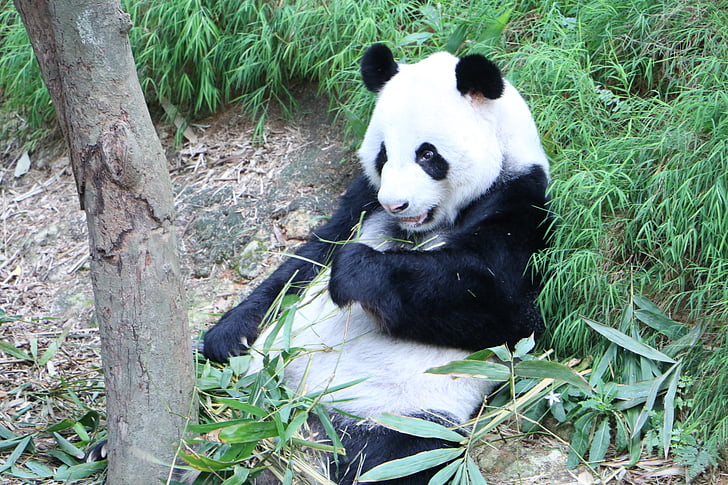 Panda, hotade, Björn, Kinesiska, Bamboo, Panda - djur, djur