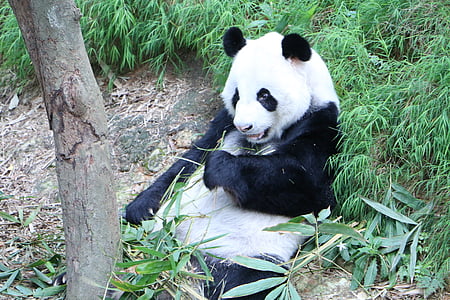 Panda, ugrožena, medvjed, kineski, bambus, Panda - životinja, životinja