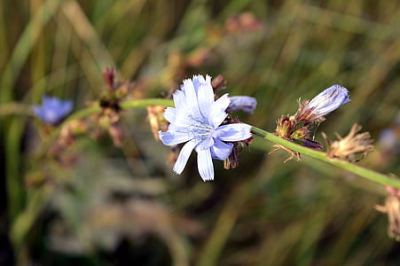 chicory, flower, plant, flowers, flowers of the field, meadow, useful