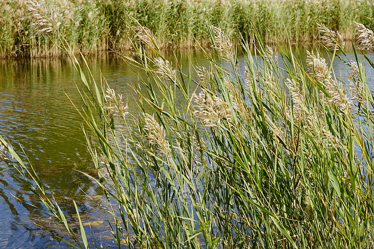 Reed, naturen, sjön, vatten, Marsh, reflektion, träsket