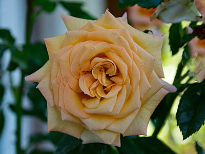 Rózsa, barokk, Bokor Rózsa, virágok, sárgabarack, Blossom, Bloom