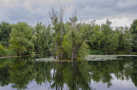 tree on the lake, scene, reflection, lake, landscape, water, nature