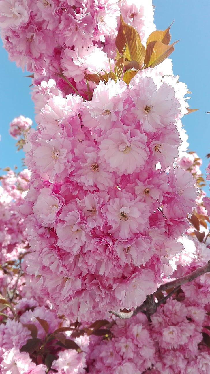 Cherry blossom, Yantai, blomst, sent forår, lyserød blomst, Kina