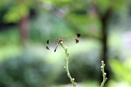 nature, forest, insects, dragonfly, landscape, park, arboretum