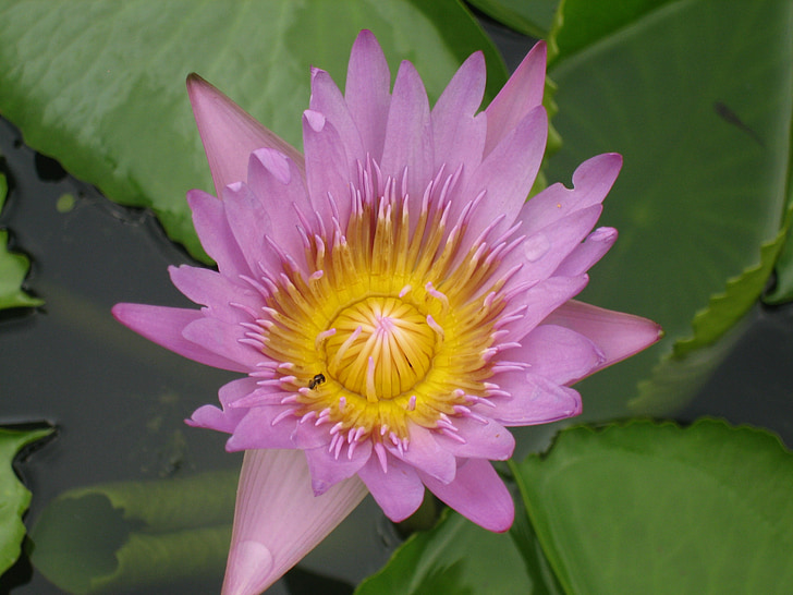 Lekno, kvet, Lily pad, Thajsko