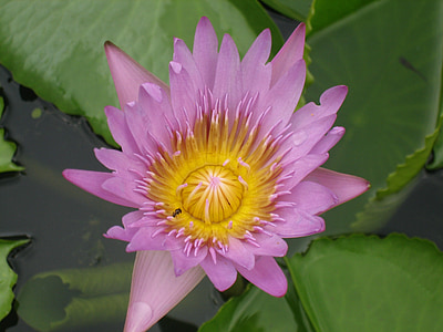 lokvanj, cvet, Lily pad, Tajska