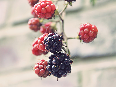 blackberries, bramble, bush, berry, immature, red, fruits