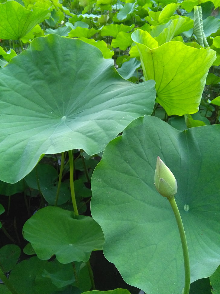 Lotus, Lotus blad, groen, blad, natuur, plant, water lily