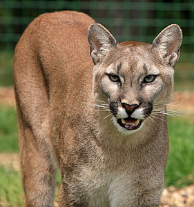 Cougar, lion de montagne, gros chat, félin, belle, Portrait, gros plan tête