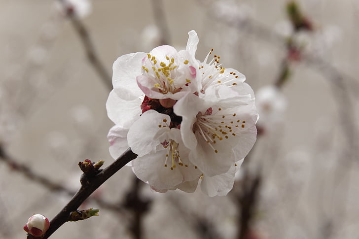 almond tree, nature, almond, tree, springtime