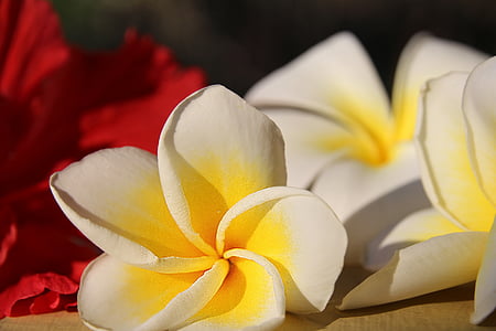 plumeria, frangipani, flower, white flower, petal, flowers, color