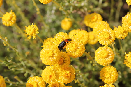 insekt, blomster, gul, natur, vegetation, bestøvning