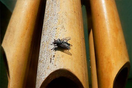 insecte, mouche, Beetle, nature, insectes, animal, faune