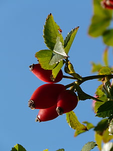 Τριαντάφυλλο ισχίου, φρούτα, sammelfrucht, κόκκινο, αγριοτριανταφυλλιά, Rosa canina, Hageman τριαντάφυλλο