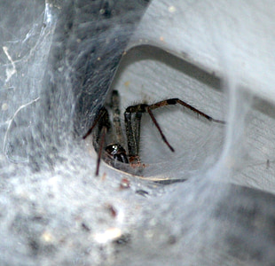 brūns piltuvi zirneklis, tuneļa web, plēsoņa, slēpjas, zirnekļa tīkls, vālīte web, Bite