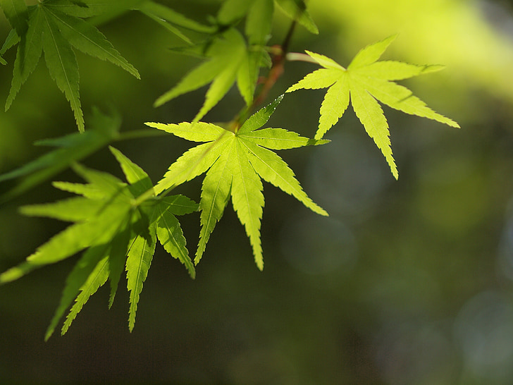 Maple, verde fresco, verde, bordo japonês, folhas, folhagem, Maio