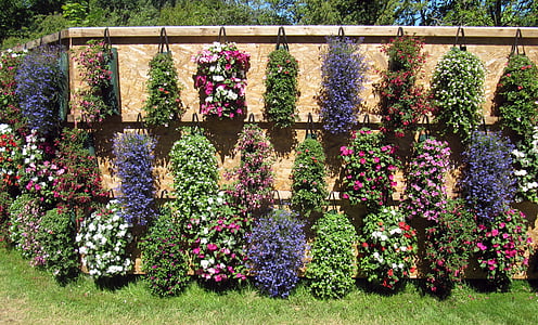 Būga, gėlės, Vokietijos federalinės sodininkystės Rodyti, sodo dizainas, blütenmeer, Dekoratyviniai