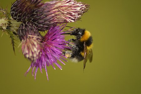 bumblebee, Thiên nhiên, động vật hoang dã