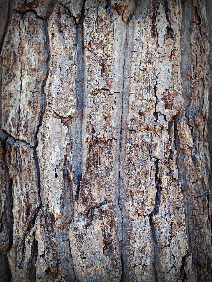kůra, strom, dřevo, borovice, pozadí, Abstrakt, kůže