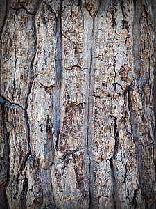 schors, boom, hout, Pine, achtergrond, abstract, huid