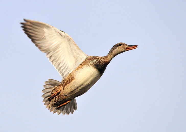 Duck, flyvende, Knarand høne, Wildlife, natur, flyvning, fugl