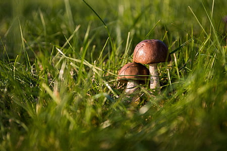 two, brown, grass, field, Mushrooms, Autumn, Forest