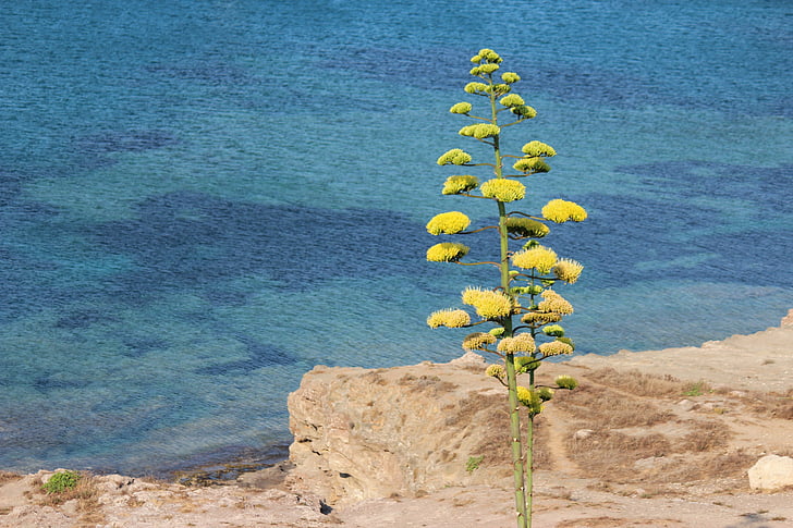 zee, zomer, Sicilië, bloem, boom, agave, stam