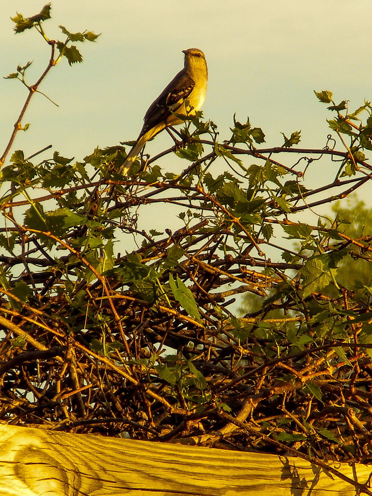 Mockingbird, printemps, nature, paysage, au Texas