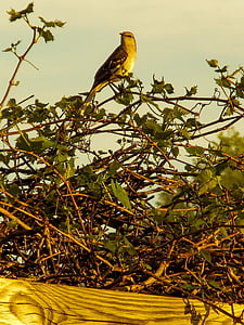 Mockingbird, tavaszi, természet, táj, Texas