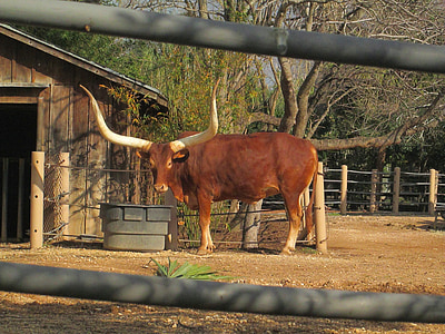 longhorns, african, cattle, africa, cows, outside, animals