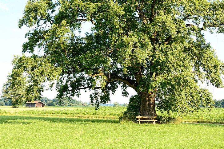 recovery, leisure, tree, individually, nature, green, meadow
