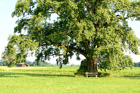 recovery, leisure, tree, individually, nature, green, meadow