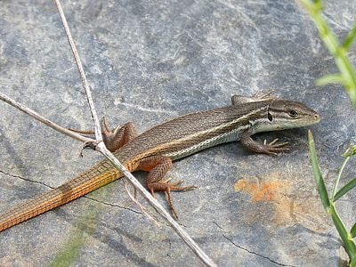 lizard, sargantana, reptile, scales, texture, stalking