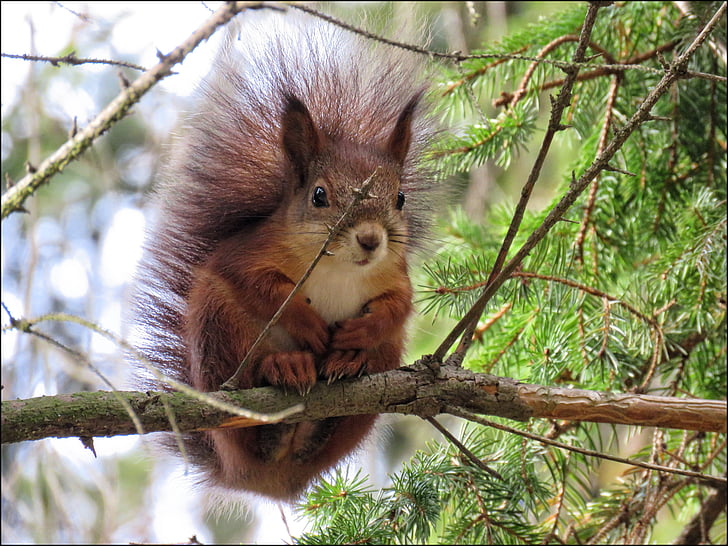 squirrel, animal, fur
