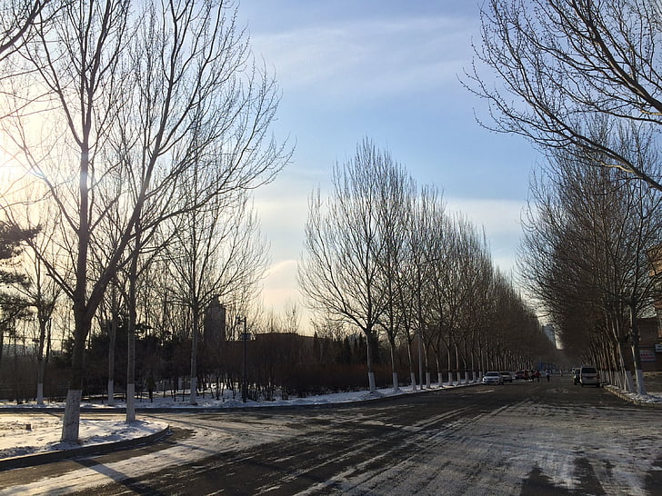 snow, university, woods, street, winter, tree