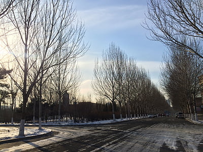 kar, Üniversitesi, Woods, sokak, Kış, ağaç