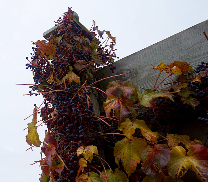 uvas, caída, viticultura, Bodega, Onalaska, Wisconsin, Octubre