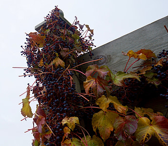 hrozny, na podzim, Vinařství, Vinařství, Onalaska, Wisconsin, října