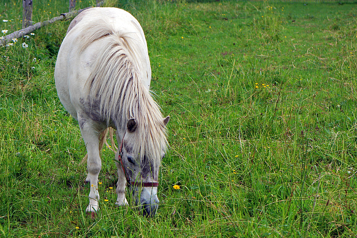 pony, con ngựa, động vật, đi xe, đồng cỏ, trắng, động vật