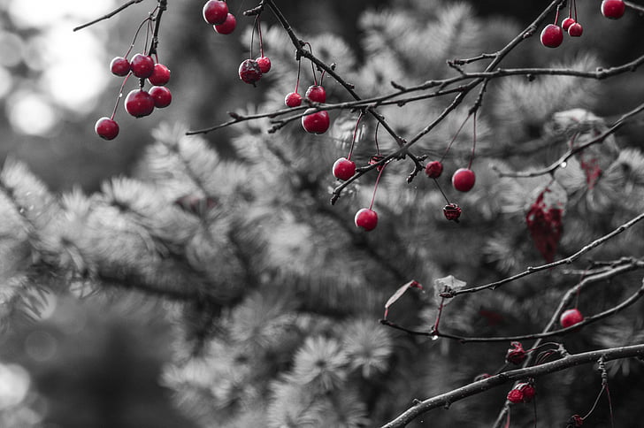 red berries, pine tree, winter, fruit, tree, red, branch