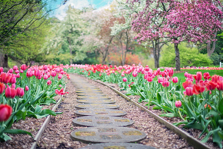 pathway, path, pink tulips, tulips, spring, springtime, landscape