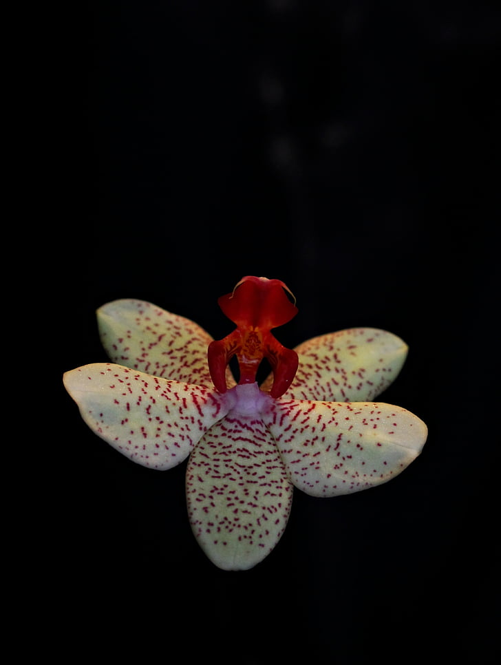 orchid, flower, ballerina, plant, close-up, black background, no people