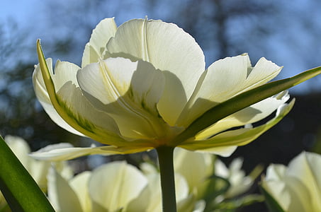 tulip, blossom, bloom, white, green, yellow, sun