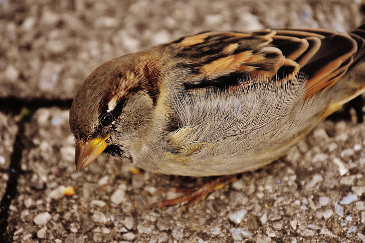 Sparrow, pták, malé, Fajn, Příroda, peří, mladý