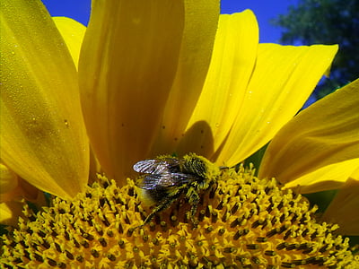 sun flower, hummel, blossom, bloom, yellow, bee pollen, nature