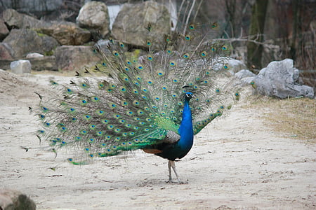 paon, oiseau, animal, plume, coloré, vert, bleu