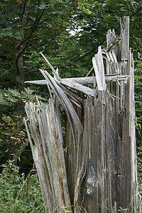 natura, albero, legno, weathered baum