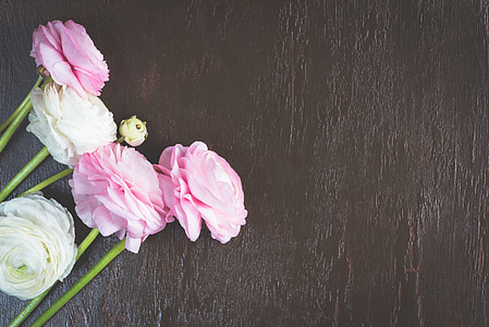 ranunkeln, merah muda, putih, bunga, latar belakang bunga, latar belakang, bunga musim semi