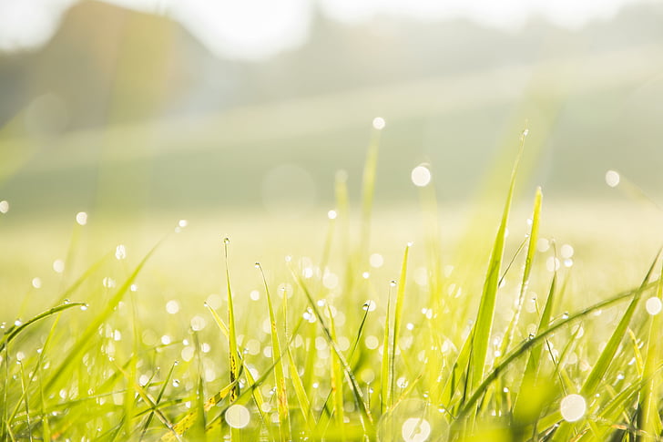 close-up, dew, grass, macro, raindrops, nature, green color